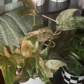 Photo of the plant species Epipremnum 'Split Leaf Glacier' by @CaptainAcajou61 named Snowy on Greg, the plant care app