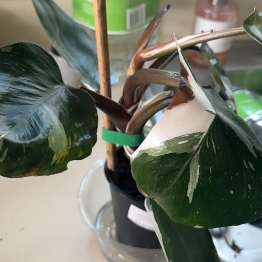 Photo of the plant species White Knight Philodendron by @CaptainAcajou61 named Knight on Greg, the plant care app