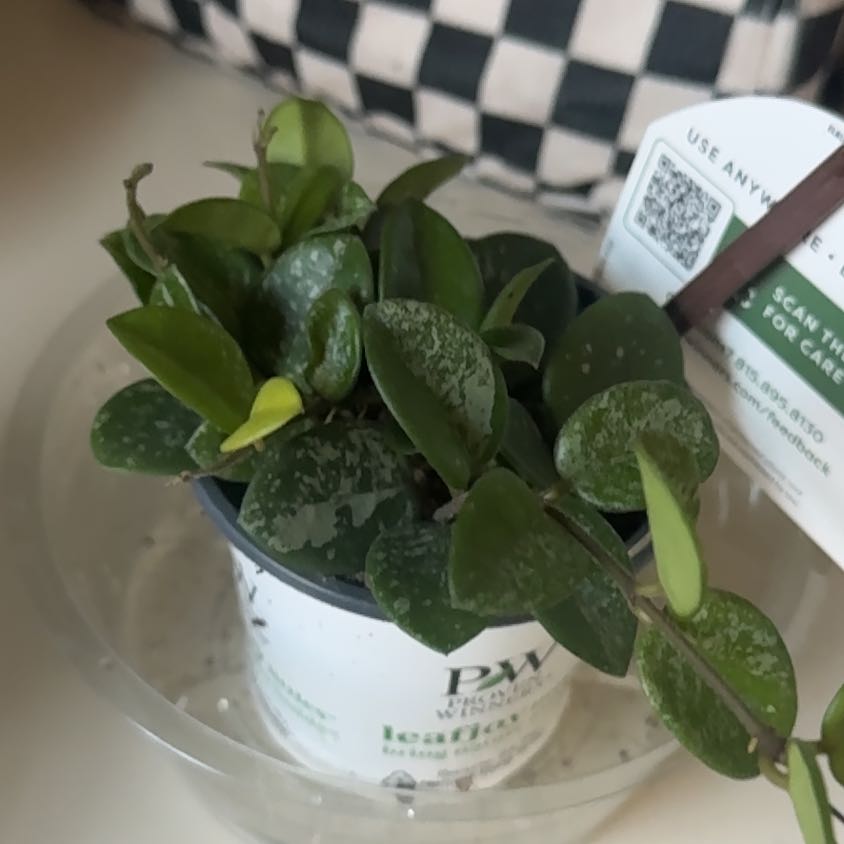 Photo of the plant species Hoya 'Mathilde Splash' by @CaptainAcajou61 named Matilda on Greg, the plant care app