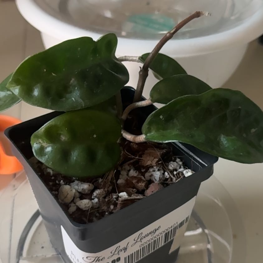 Photo of the plant species Hoya Carnosa Krinkle 8 by @CaptainAcajou61 named Kringle on Greg, the plant care app