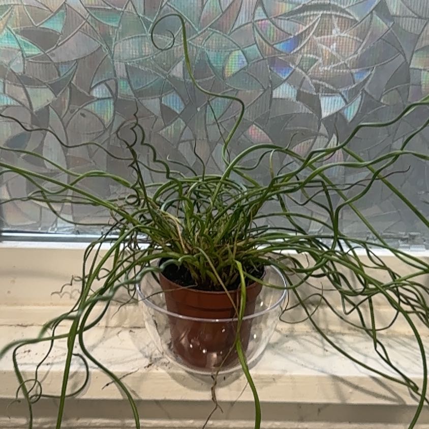 Photo of the plant species Corkscrew Rush by @CaptainAcajou61 named Spiral on Greg, the plant care app