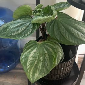 Photo of the plant species Peperomia Ecuador by @CaptainAcajou61 named Pepper on Greg, the plant care app