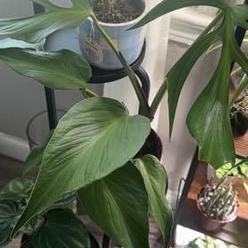 Photo of the plant species Burle Marx Flame Monstera by @CaptainAcajou61 named Burle on Greg, the plant care app