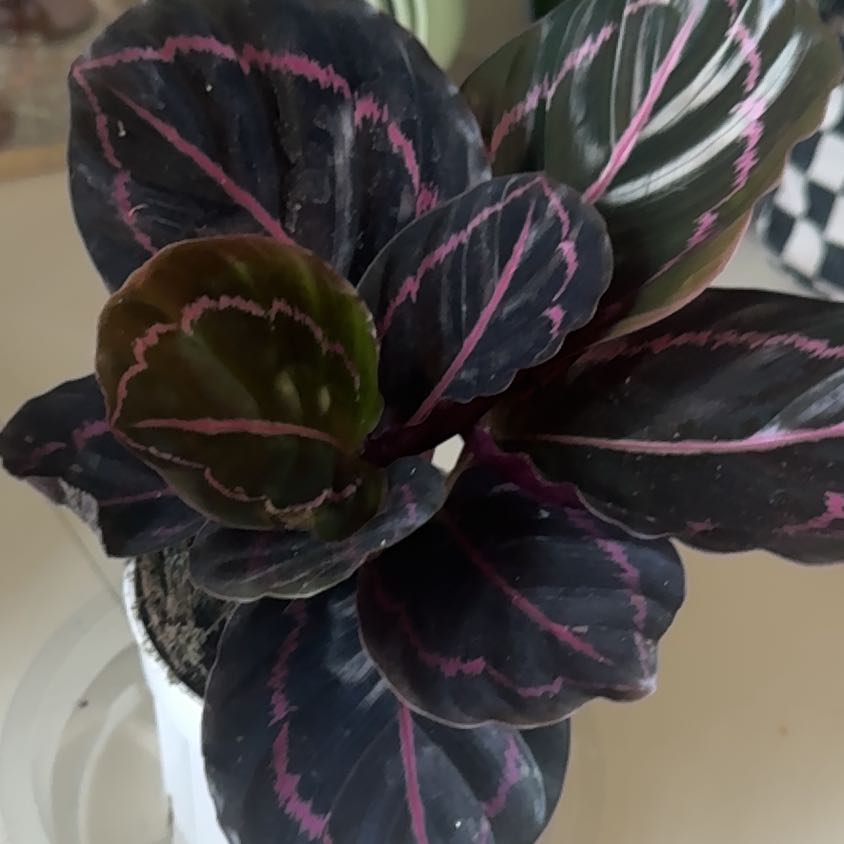 Photo of the plant species Calathea Dottie by @CaptainAcajou61 named Duie on Greg, the plant care app