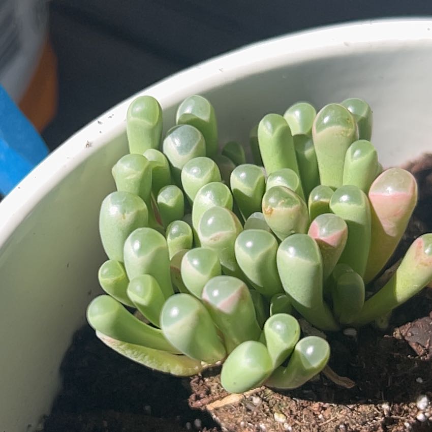 Photo of the plant species Baby Toes by @MajorSuriana30 named Keanu Leaves on Greg, the plant care app
