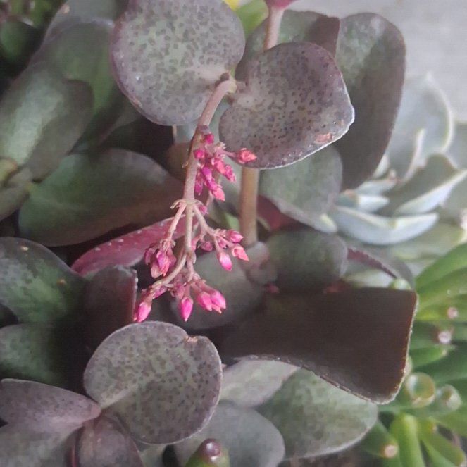 Photo of the plant species Fairy Crassula by @YokeMakura98 named Darwin on Greg, the plant care app