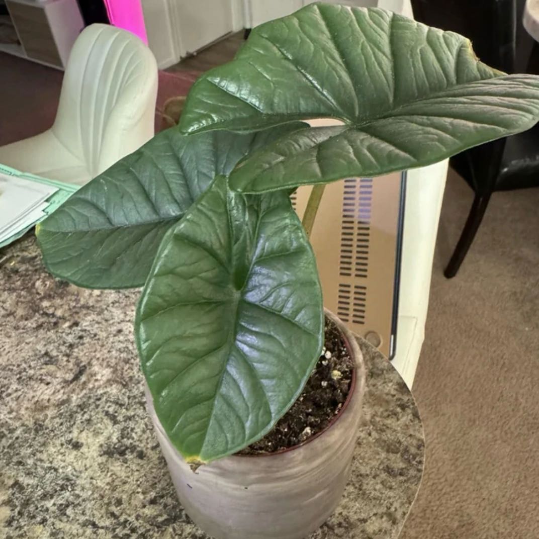Photo of the plant species alocasia nebula by @VipSacahuista18 named Delilah on Greg, the plant care app