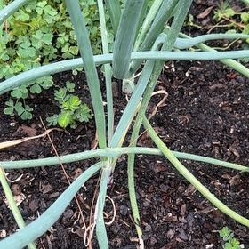 Photo of the plant species Bulb Onion by @BrainyTitoki10 named Captain Plant-it on Greg, the plant care app