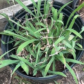 Photo of the plant species Big Blue Lilyturf by @BrainyTitoki10 named Miley on Greg, the plant care app