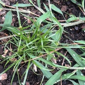 Photo of the plant species Hairy Crabgrass by @BrainyTitoki10 named Kardashian on Greg, the plant care app