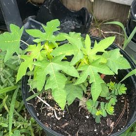 Photo of the plant species Papaya by @BrainyTitoki10 named Sonora on Greg, the plant care app