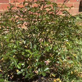 Photo of the plant species Apricot Drift Rose by @ExpensiveYuzu78 named Prince on Greg, the plant care app