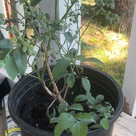 Photo of the plant species Brightwell Blueberry Bush by @ExpensiveYuzu78 named Coco on Greg, the plant care app