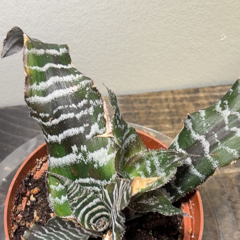 Photo of the plant species Zebra Plant by @Taylaureen named Sir Plancelot on Greg, the plant care app
