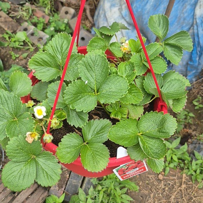 Photo of the plant species Coastal Strawberry by @TrueBluerose62 named Coco on Greg, the plant care app