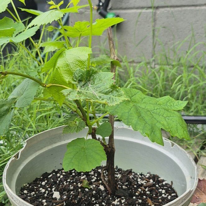 Photo of the plant species Vitis Vinifera by @TrueBluerose62 named Doja Cat on Greg, the plant care app