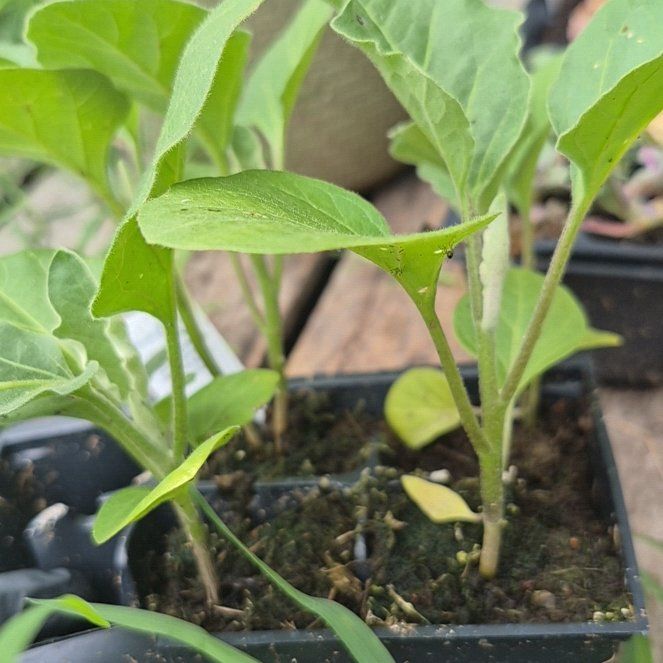 Photo of the plant species Eggplant by @TrueBluerose62 named Terra on Greg, the plant care app