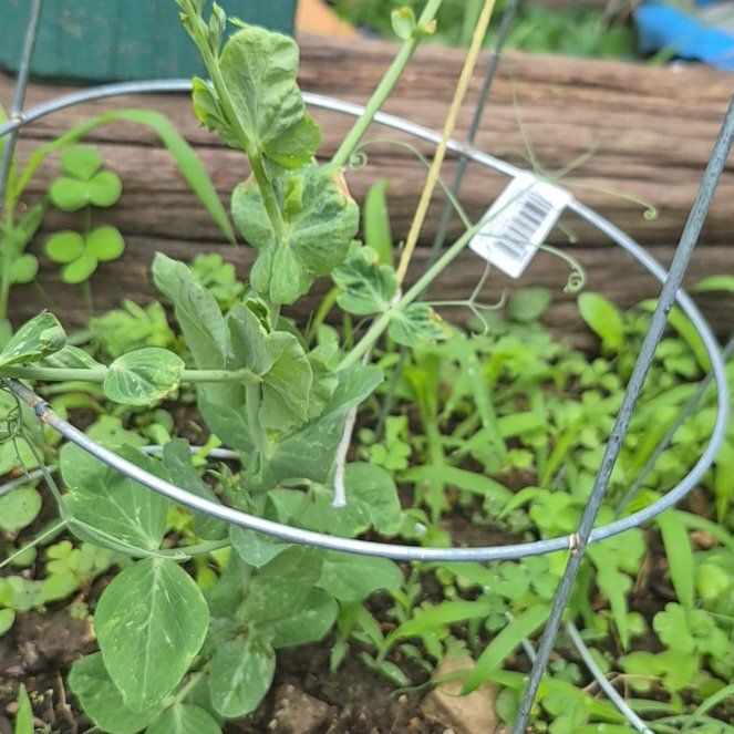Photo of the plant species Peas by @TrueBluerose62 named Messi on Greg, the plant care app