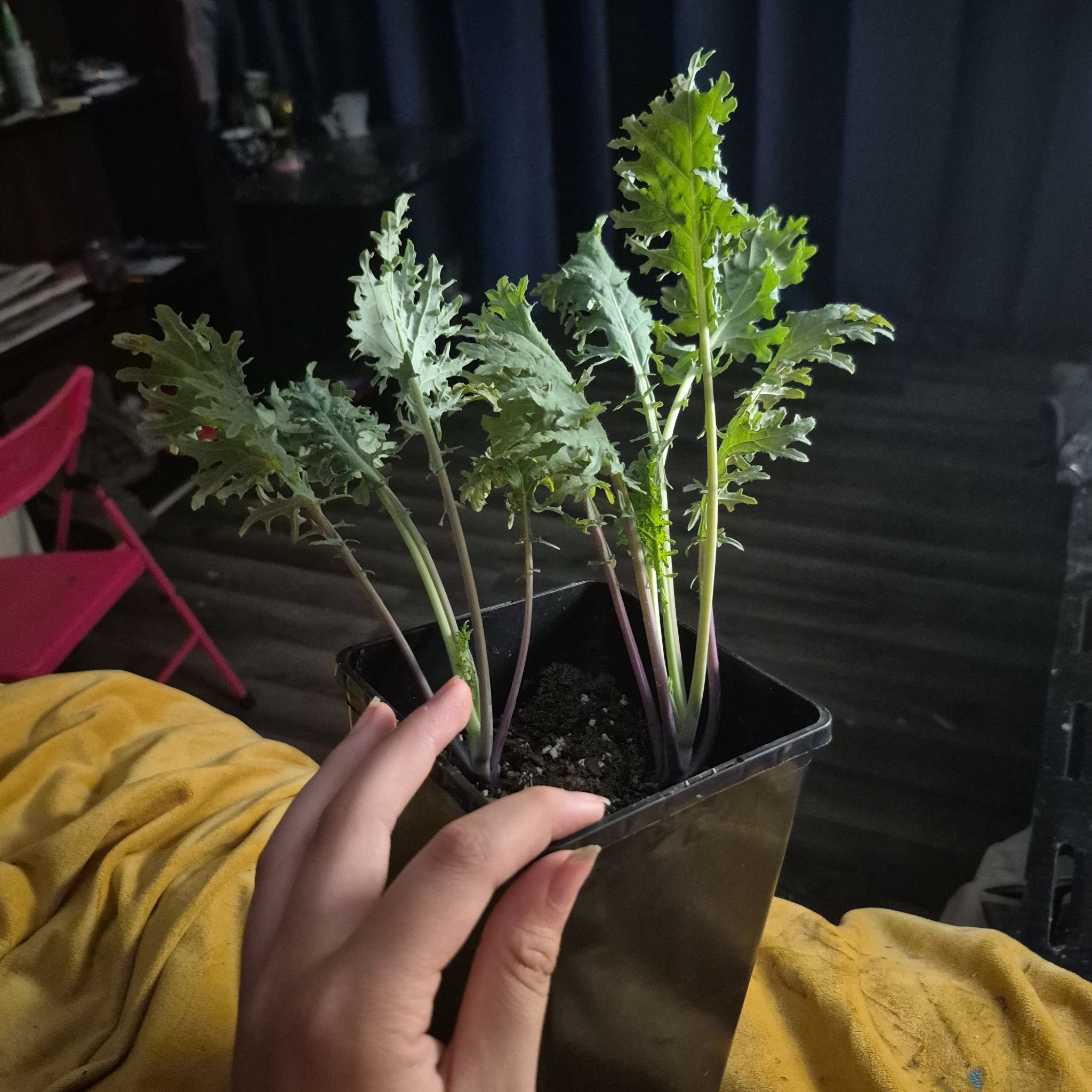 Photo of the plant species Kale by @TrueBluerose62 named Denali on Greg, the plant care app