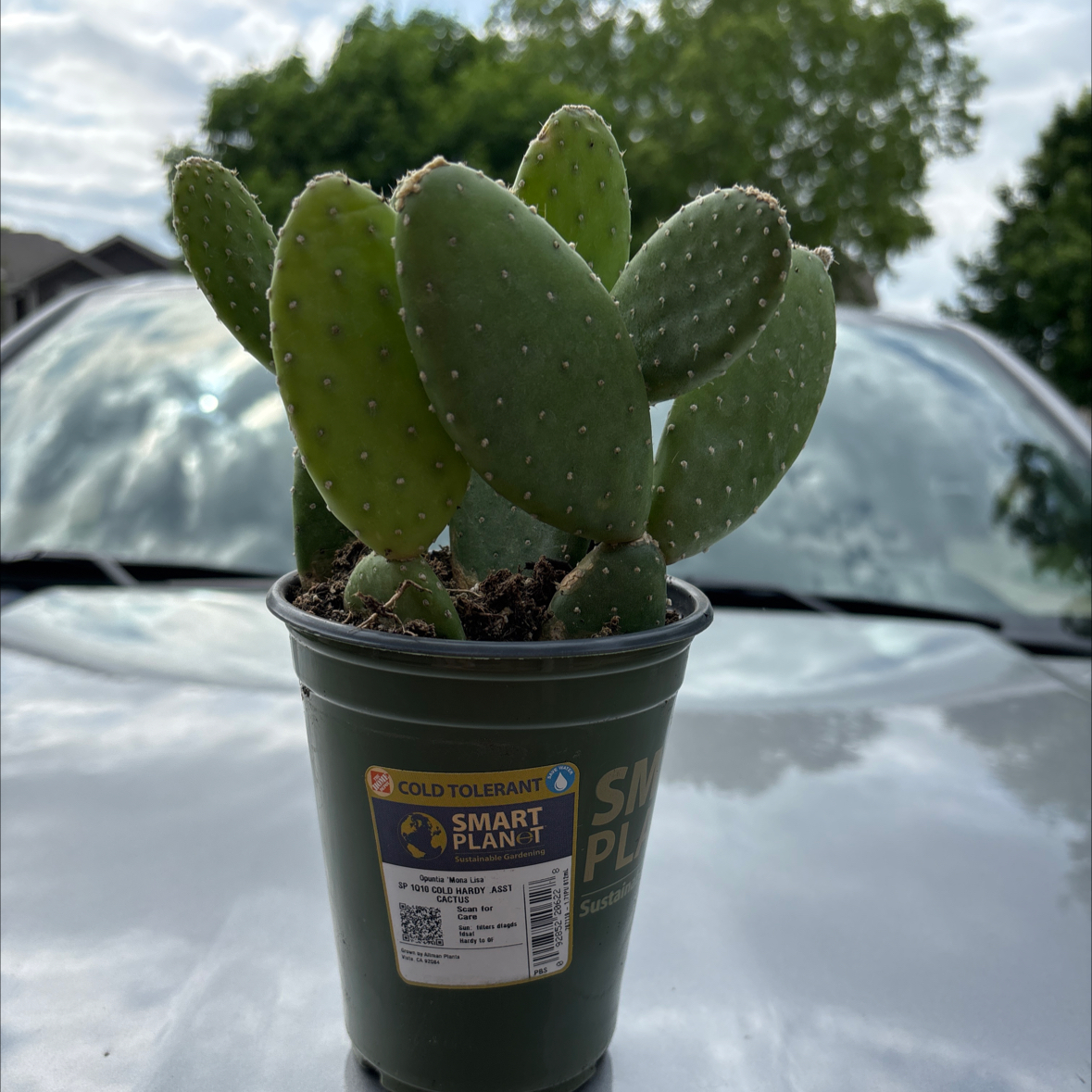 Photo of the plant species Marbled Maverick Cactus by @KeyWavycap36 named Sigmund on Greg, the plant care app