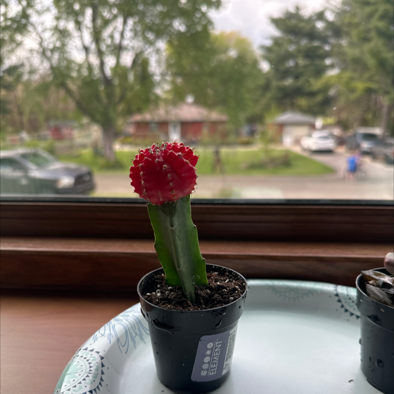 Photo of the plant species Moon Cactus by @RadFraserfir93 named Muhammad Ali on Greg, the plant care app