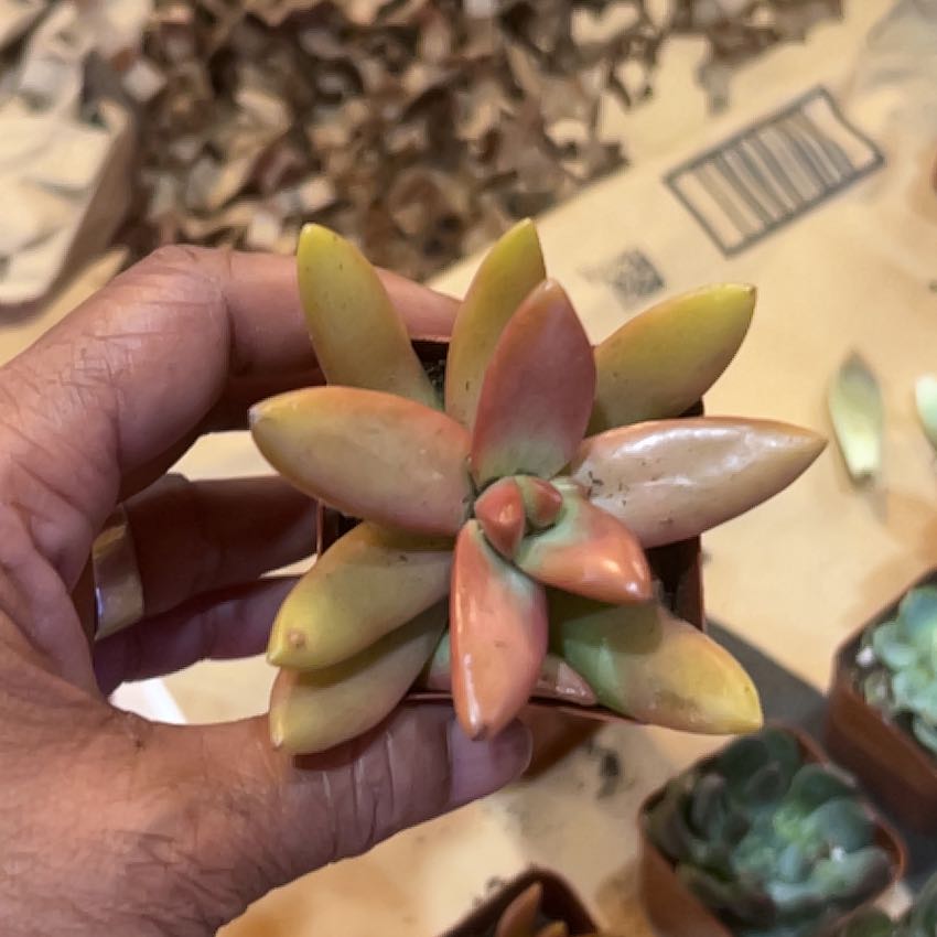 Photo of the plant species Oregon Stonecrop by @HeirKiekie41 named Pax on Greg, the plant care app