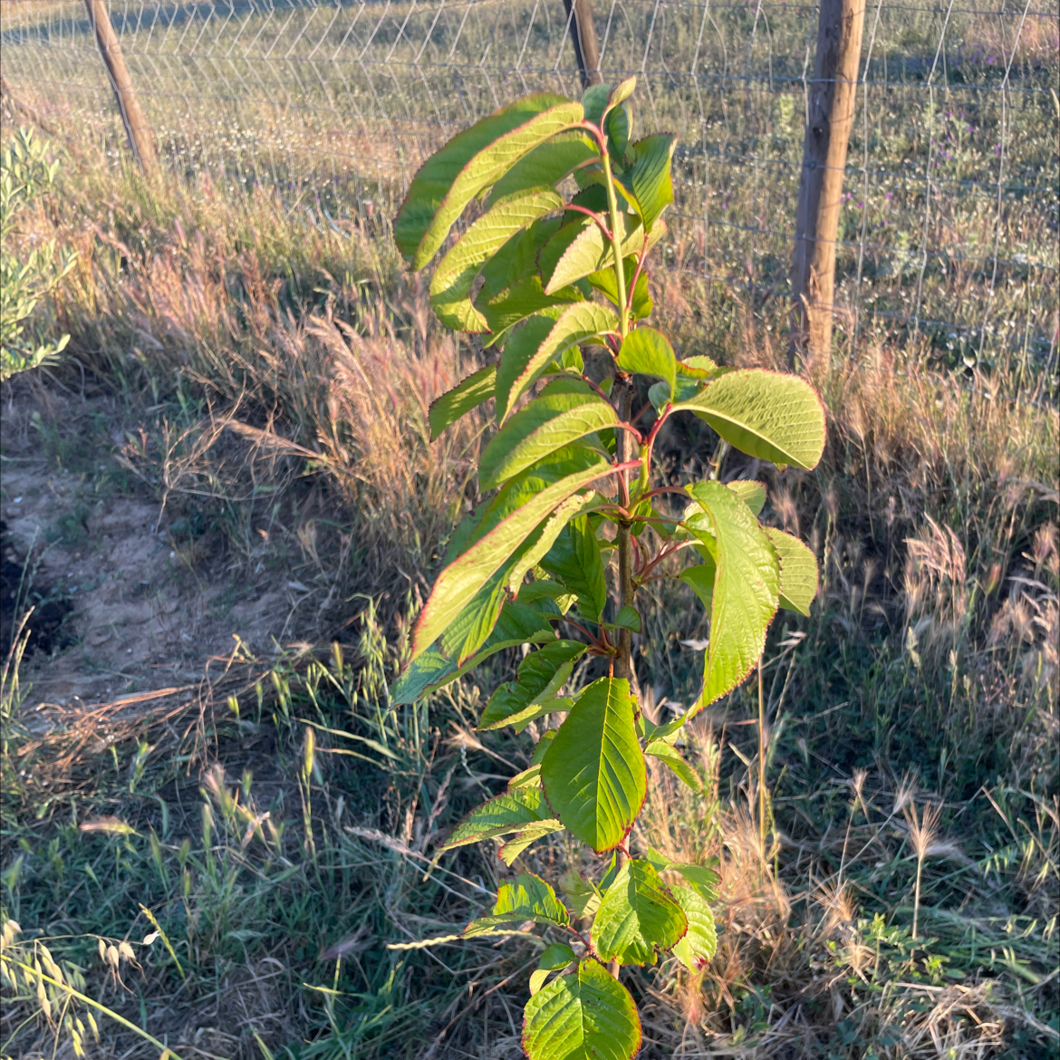 Photo of the plant species Japanese Flowering Cherry by @AlertBaybean53 named Leaf Erickson on Greg, the plant care app