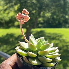 Photo of the plant species Echeveria 'Sleepy' by @GlowingLlavea88 named Leaf Erickson on Greg, the plant care app