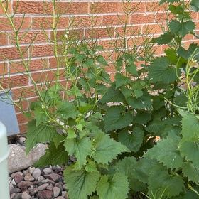 Photo of the plant species Garlic Mustard by @TryCebenese53 named Surya on Greg, the plant care app