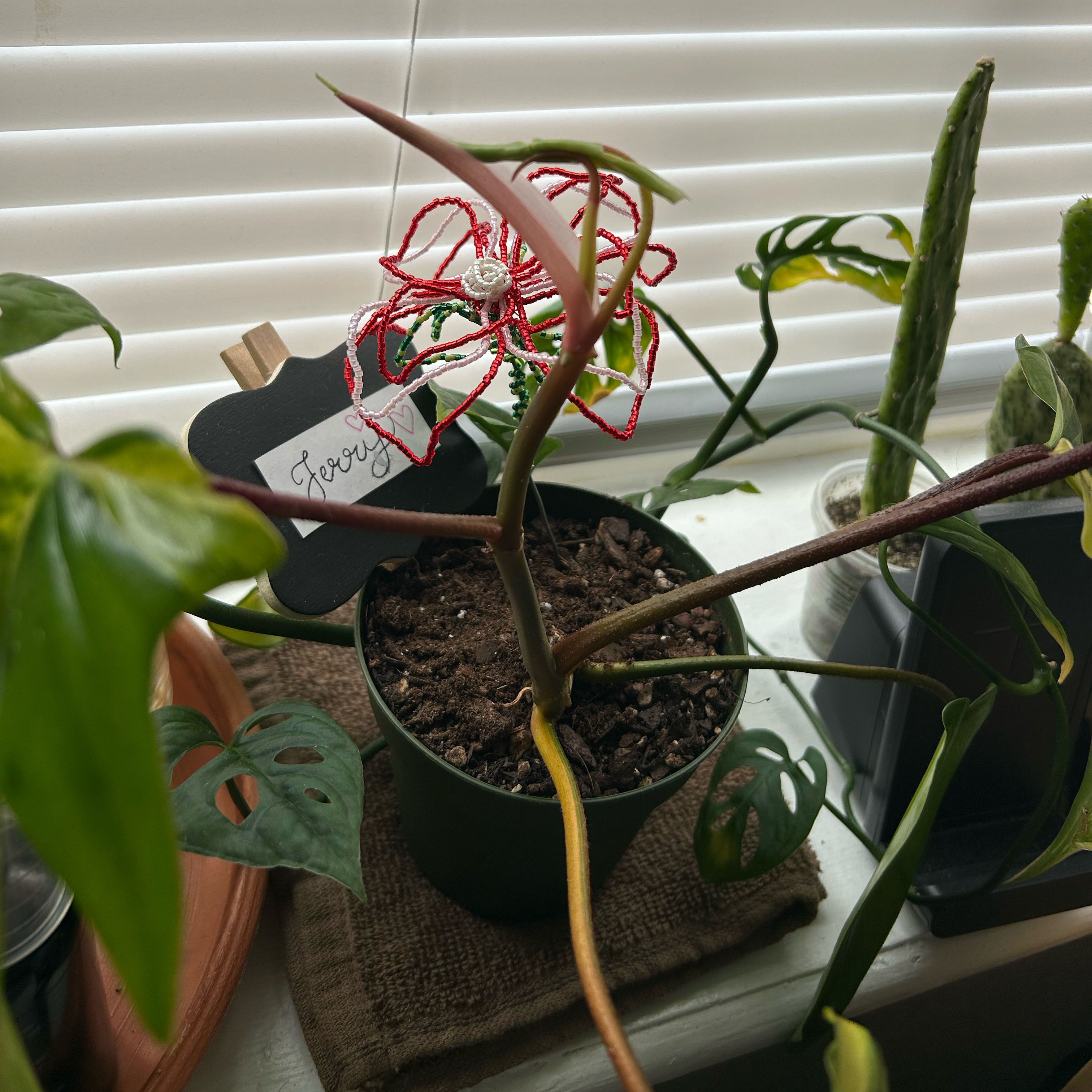 Photo of the plant species Philodendron 'Florida Beauty' by @BigPlantMama named Jerry on Greg, the plant care app