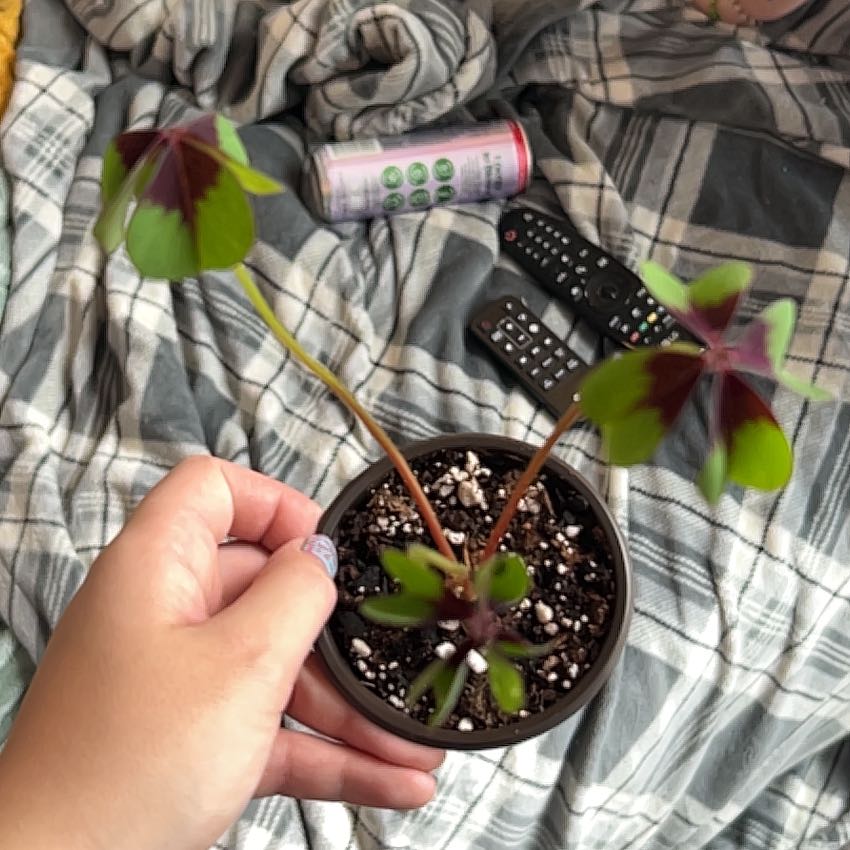 Photo of the plant species Iron Cross by @BigPlantMama named Plato on Greg, the plant care app