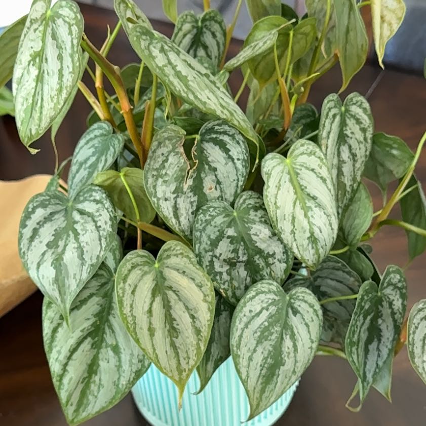 Photo of the plant species Pilodendron Brandi by @HipNeem83 named Delilah on Greg, the plant care app