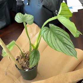 Photo of the plant species Philodendron 'Silver Cloud' by @HipNeem83 named Clooney on Greg, the plant care app