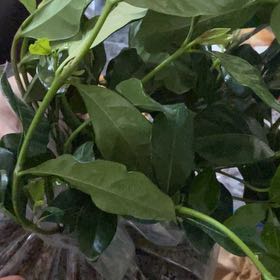 Photo of the plant species Crepe Jasmine by @SultryWorm97 named Marley on Greg, the plant care app