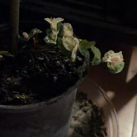 Photo of the plant species Asian Jasmine by @ZarfAnthora16 named Dolores on Greg, the plant care app