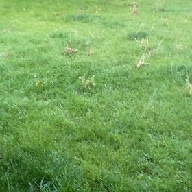 Photo of the plant species Kikuyugrass by @YokeGinseng96 named Lavender on Greg, the plant care app