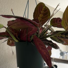 Photo of the plant species Red prayer plant by @liljoy named Terra on Greg, the plant care app