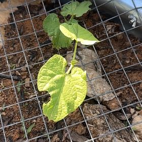 Photo of the plant species Common Bean by @EquippedWorm named Madonna on Greg, the plant care app