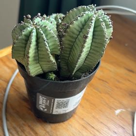Photo of the plant species Euphorbia anoplia by @QualityRose11 named Sproutacus on Greg, the plant care app