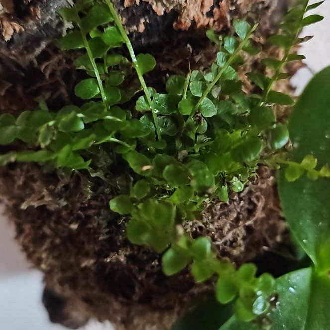 Photo of the plant species Lemon Button Fern by @LegitMayten6 named Limón on Greg, the plant care app