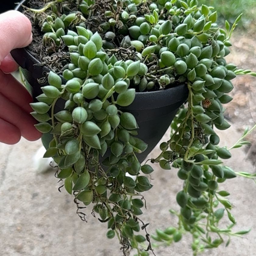 Photo of the plant species String of Tears by @SpotlessChaya42 named Navajo on Greg, the plant care app