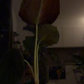 Photo of the plant species Alocasia Cuprea by @MotherFanpalm65 named Morgan Treeman on Greg, the plant care app