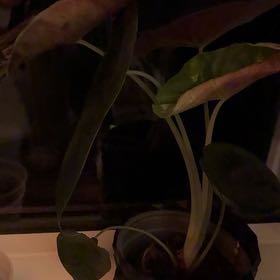 Photo of the plant species Alocasia Cuprea by @MotherFanpalm65 named Emerson on Greg, the plant care app