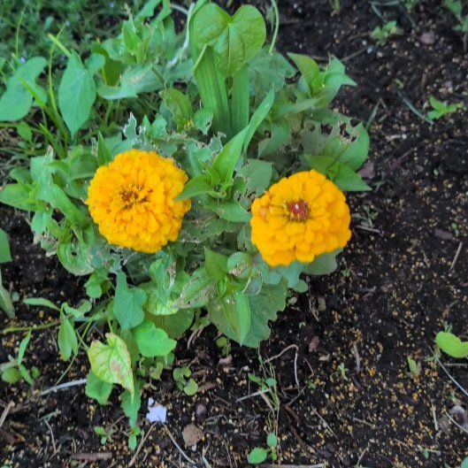 Photo of the plant species Marigold by @GardenGal88 named Kobe on Greg, the plant care app