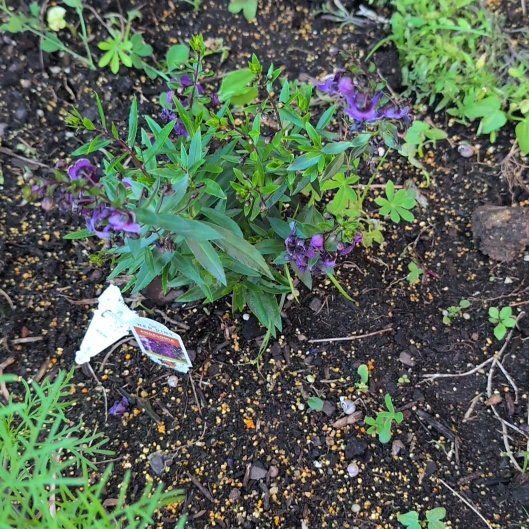 Photo of the plant species New England Aster by @GardenGal88 named Beyonce on Greg, the plant care app