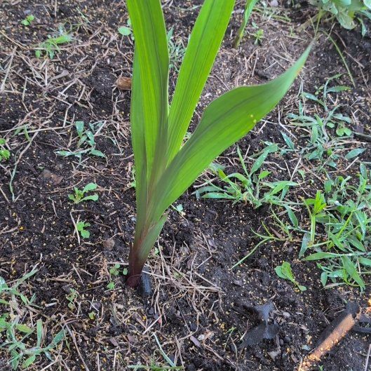Photo of the plant species Greater Cobra Lily by @GardenGal88 named Mollie on Greg, the plant care app