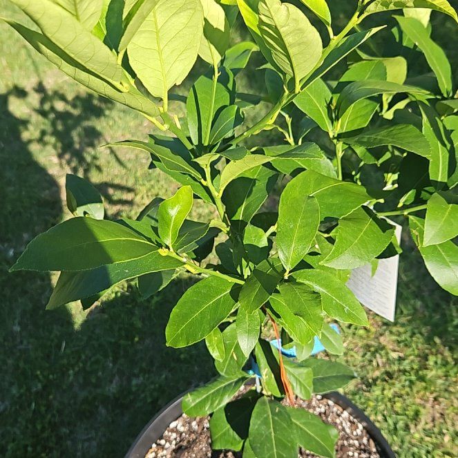 Photo of the plant species Cherry Laurel by @WinBonsai17 named Leonardo on Greg, the plant care app