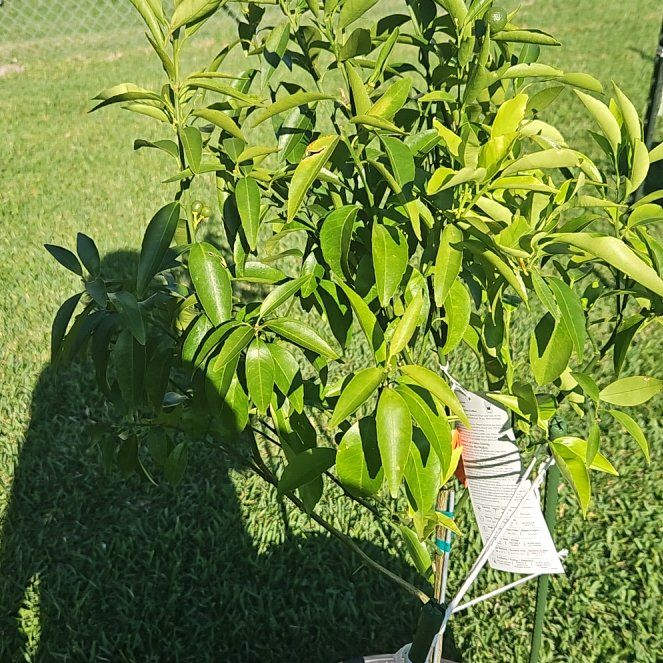 Photo of the plant species Peach Tree by @WinBonsai17 named Marilyn on Greg, the plant care app
