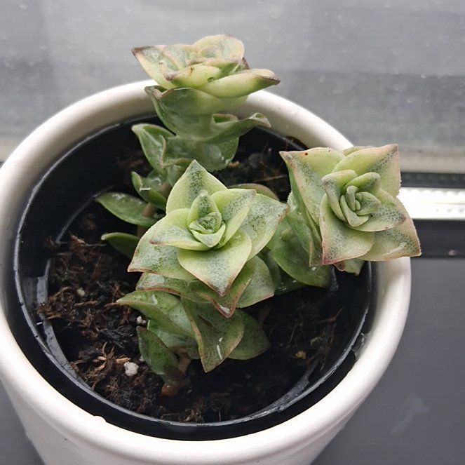 Photo of the plant species Variegated String of Buttons by @PoetKanna16 named Baby Rose on Greg, the plant care app