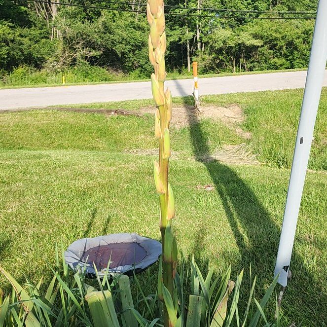 Photo of the plant species Adam's Needle by @RealShangrila8 named Fernie Saunders on Greg, the plant care app